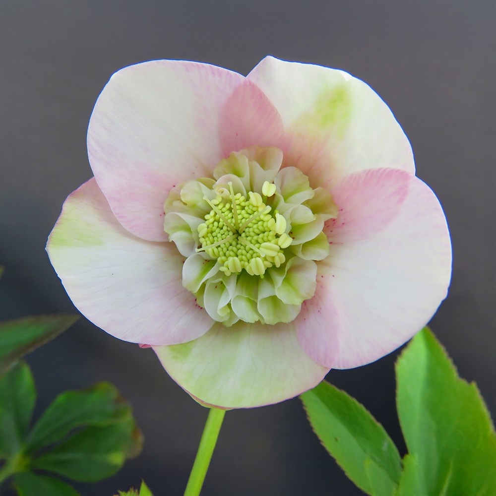 <i>Helleborus</i> 'Grace Elizabeth'