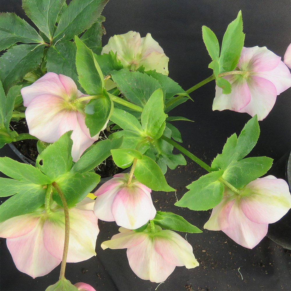 <i>Helleborus</i> 'Grace Elizabeth'