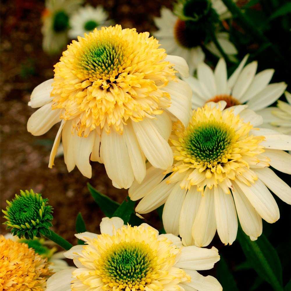 <i>Echinacea</i> 'Fried Egg'