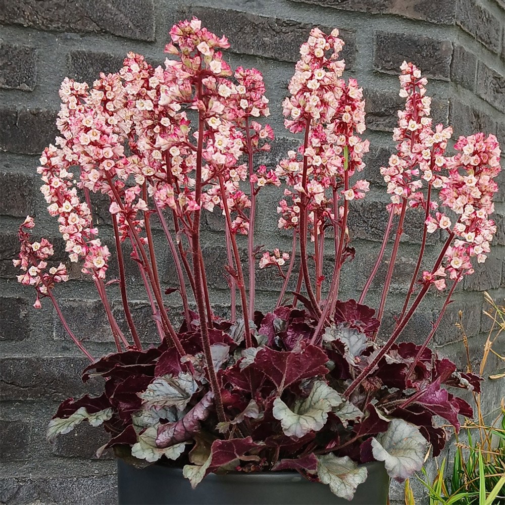 <i>Heuchera</i> 'Heucherette Pink'™