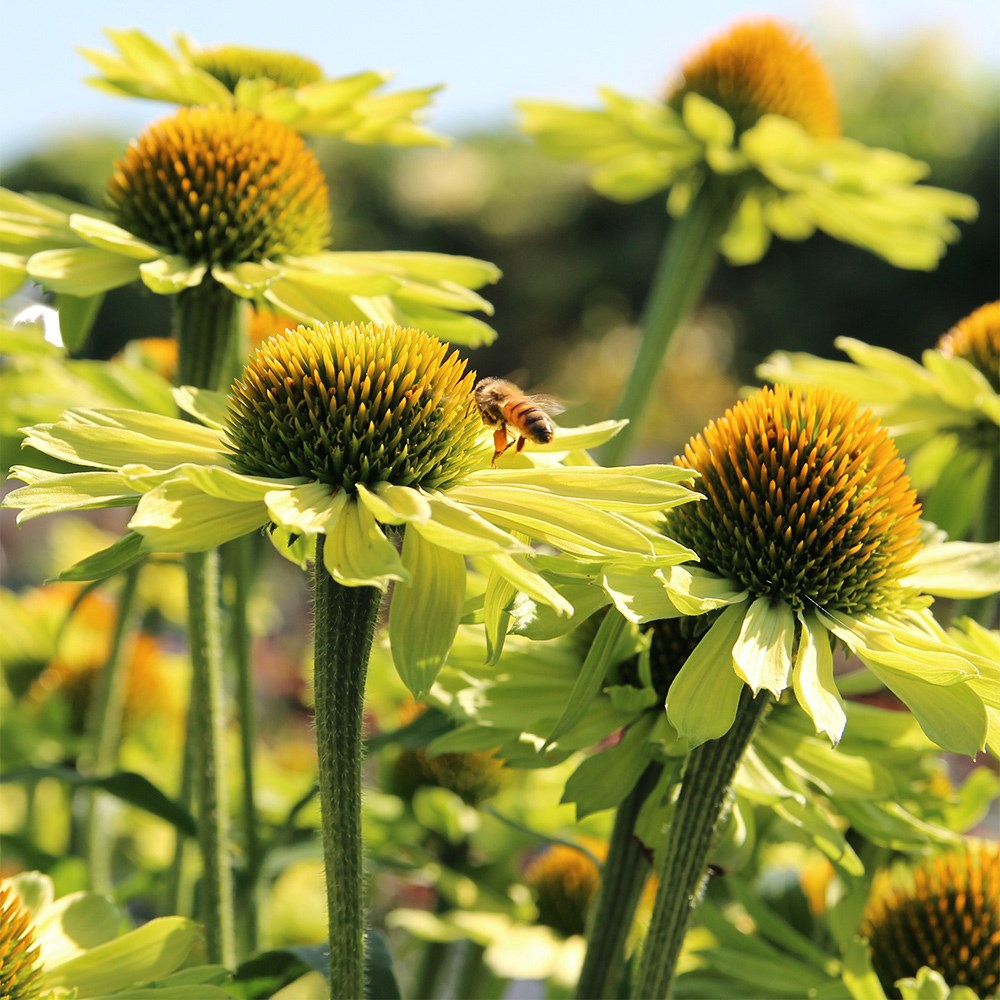<i>Echinacea</i> 'KISMET® Kiwi'