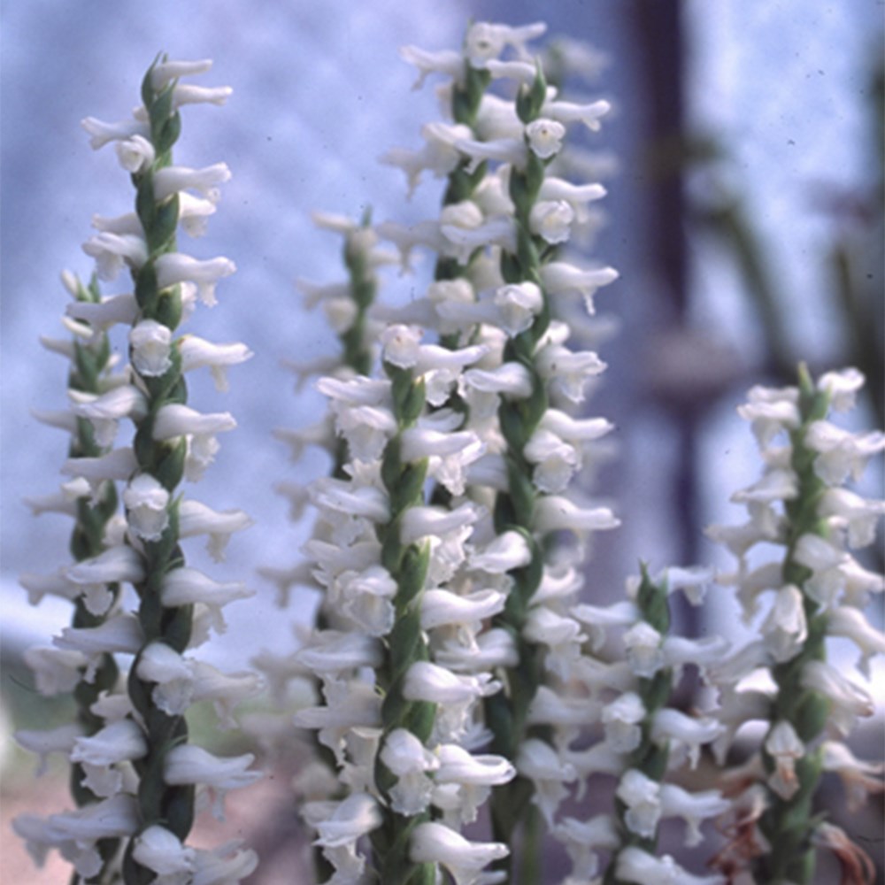 <i>Spiranthes × bightensis</i> 'Chadds Ford'