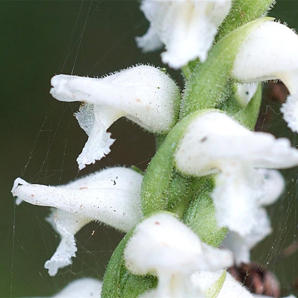 <i>Spiranthes × bightensis</i> 'Chadds Ford'