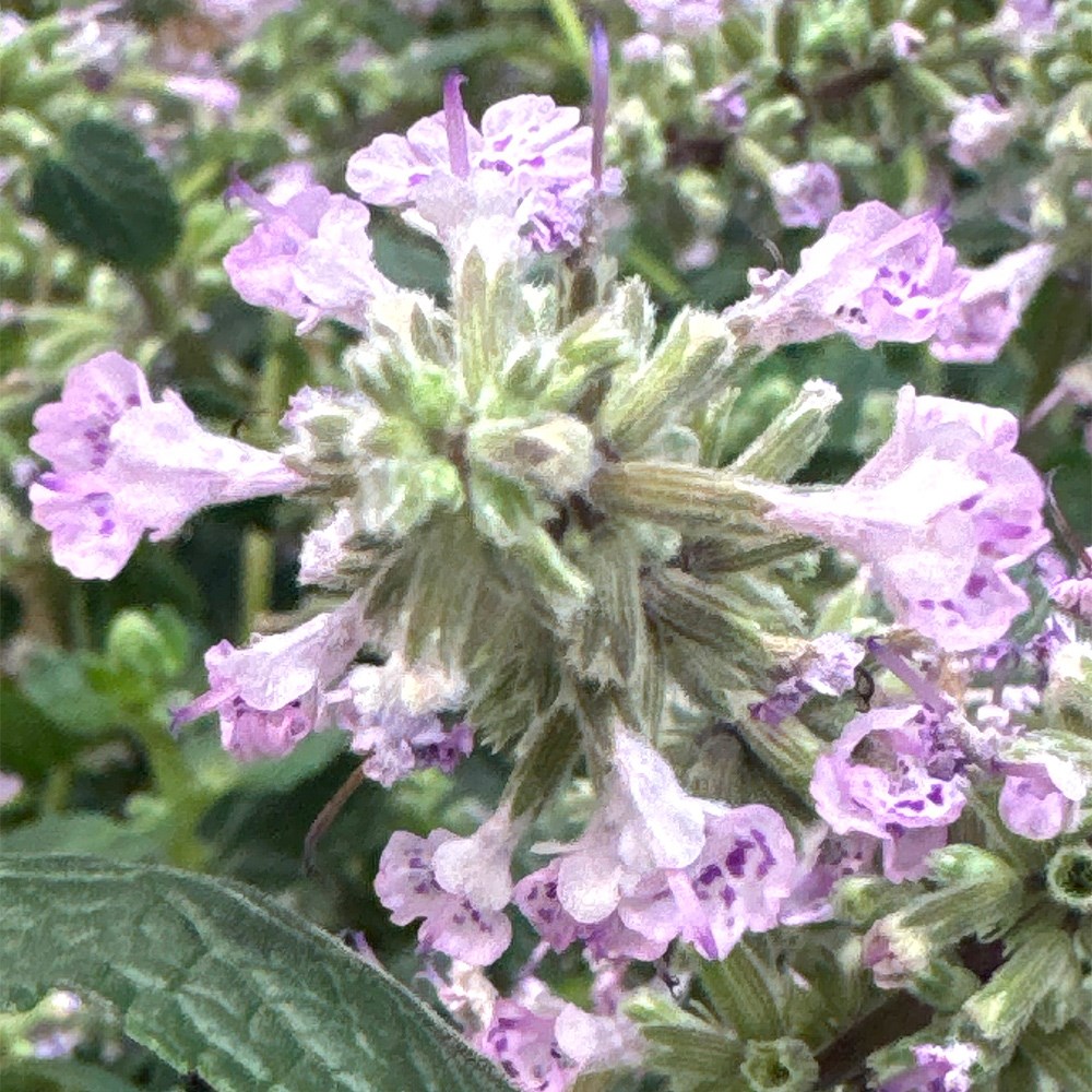 <i>Nepeta</i> 'Serene Wild Orchid'