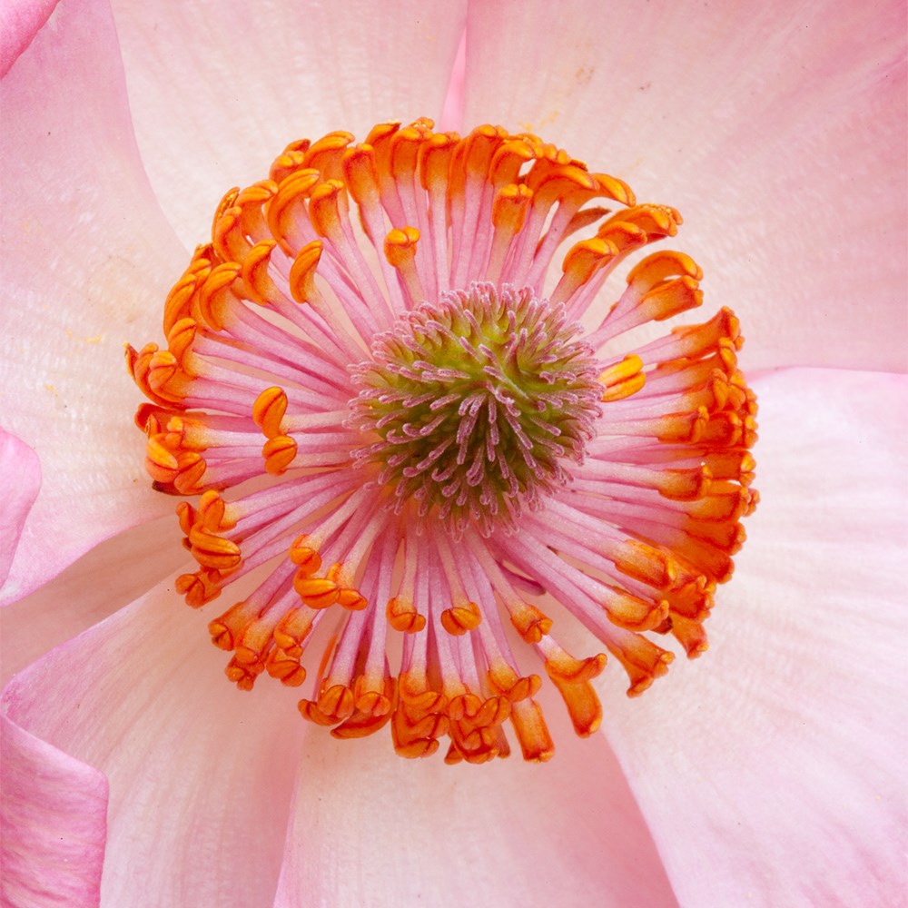 <i>Ranunculus</i> <b class=small-caps>Rococo Pink</b> ('Rocpink') (PBR) (Rococo Series)