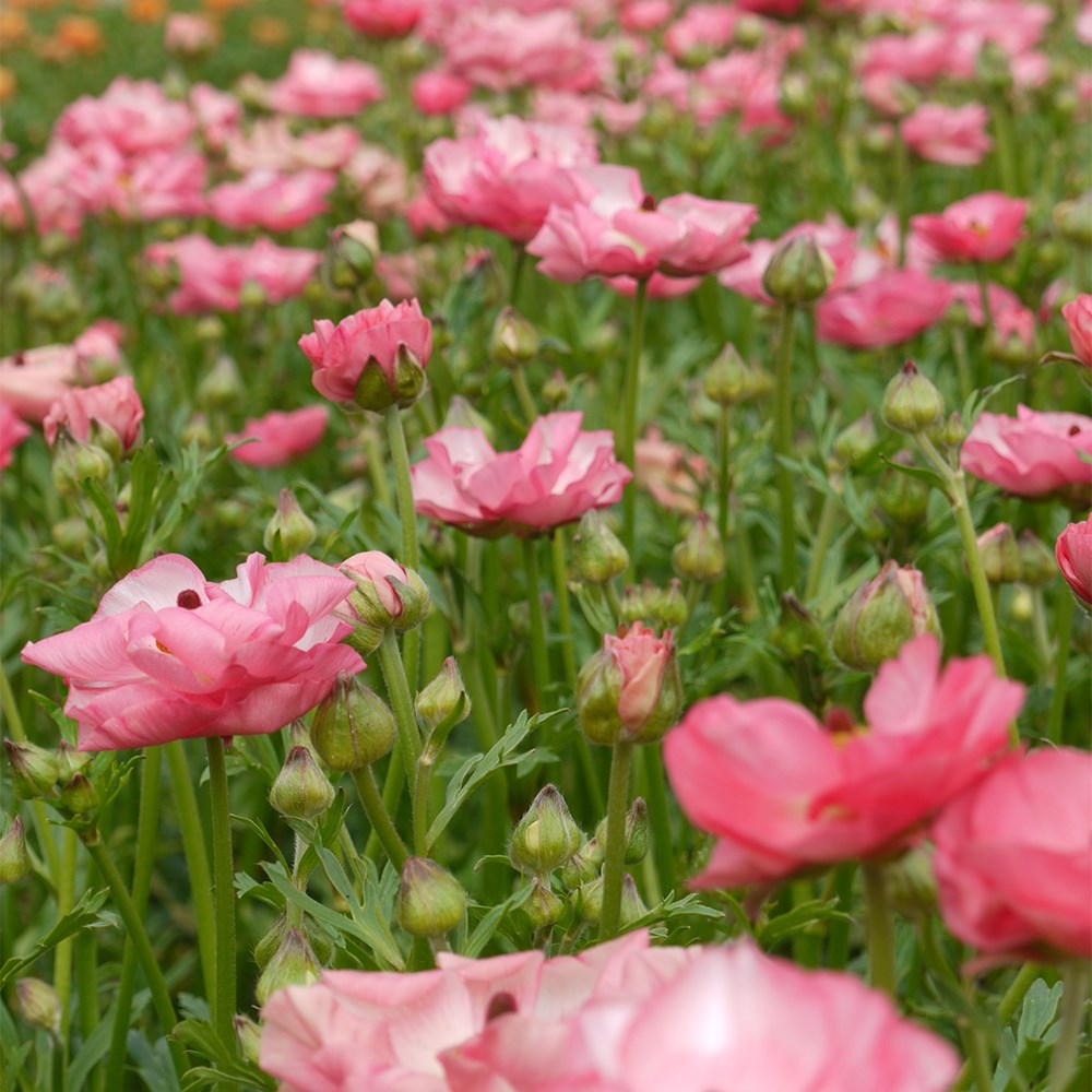 <i>Ranunculus</i> <b class=small-caps>Rococo Pink</b> ('Rocpink') (PBR) (Rococo Series)