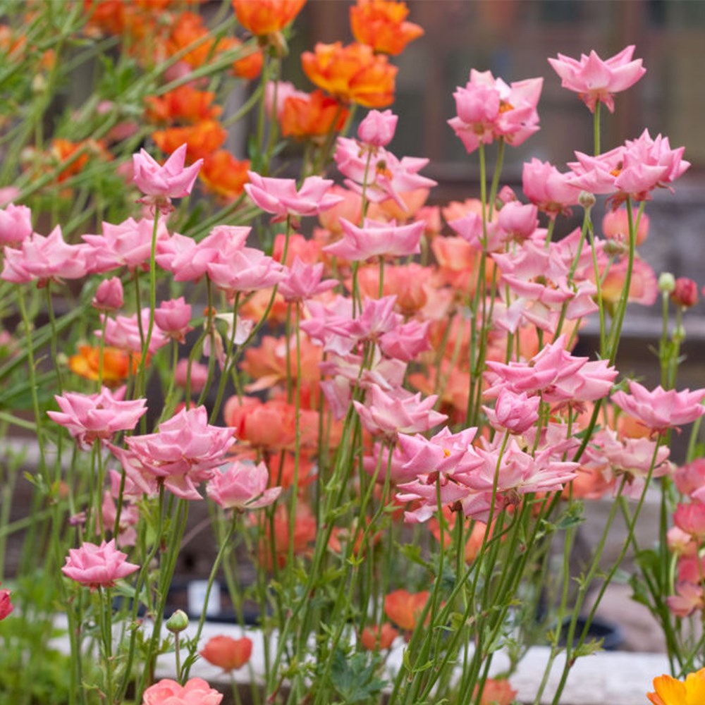<i>Ranunculus</i> <b class=small-caps>Rococo Pink</b> ('Rocpink') (PBR) (Rococo Series)