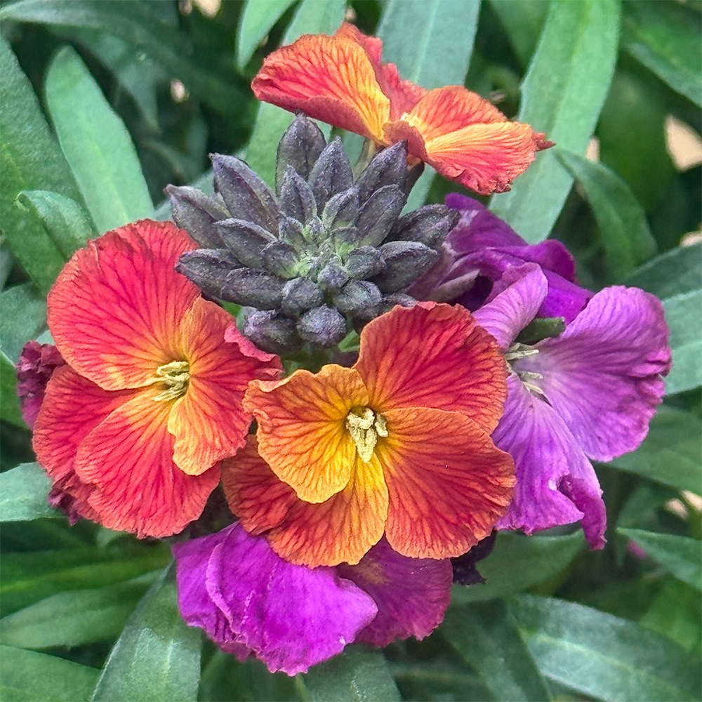 <i>Erysimum</i> 'Winter Berry'