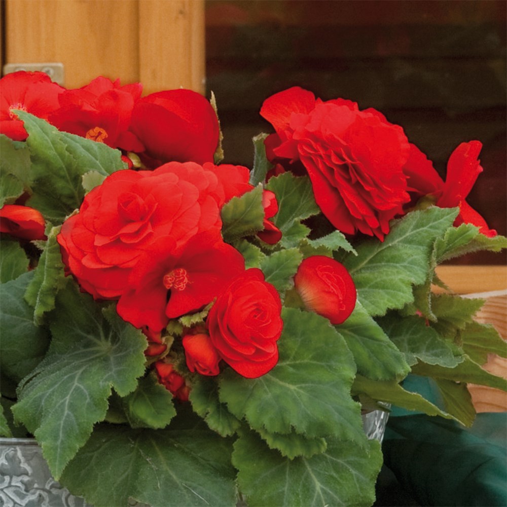 <i>Begonia</i> 'Nonstop Red'