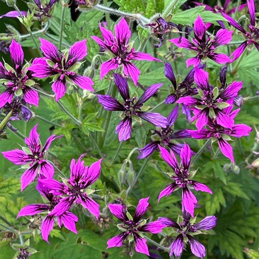 <i>Geranium psilostemon</i> 'Catherine Deneuve'