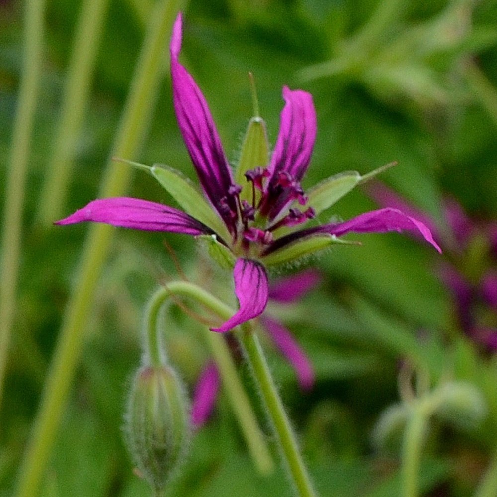 <i>Geranium psilostemon</i> 'Catherine Deneuve'