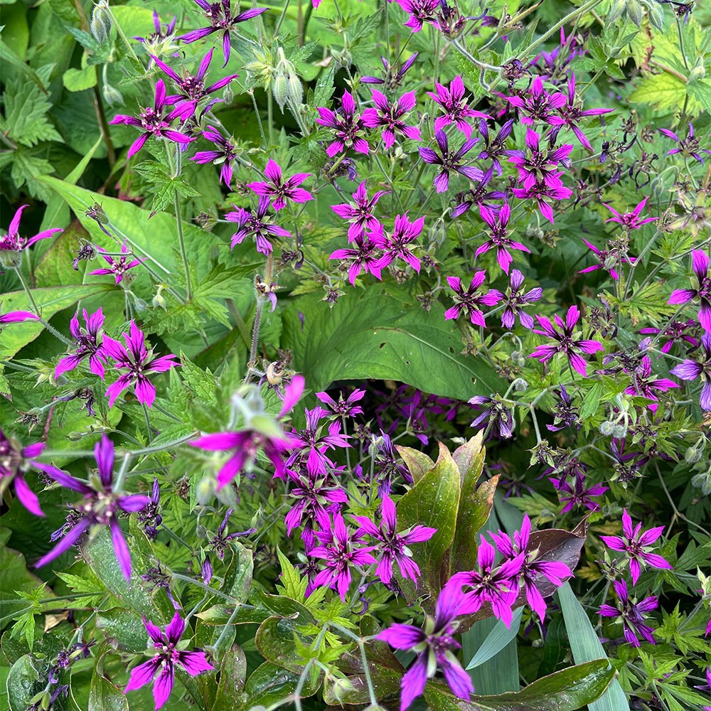 <i>Geranium psilostemon</i> 'Catherine Deneuve'