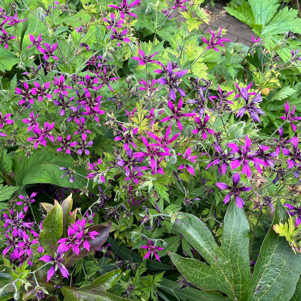 <i>Geranium psilostemon</i> 'Catherine Deneuve'