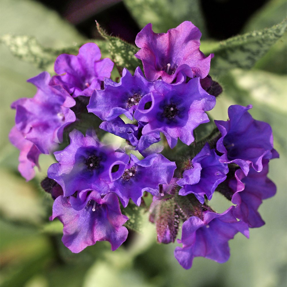 <i>Pulmonaria</i> 'Diana Clare'