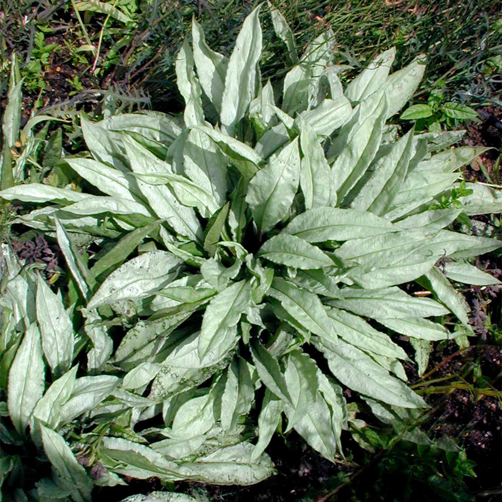 <i>Pulmonaria</i> 'Diana Clare'