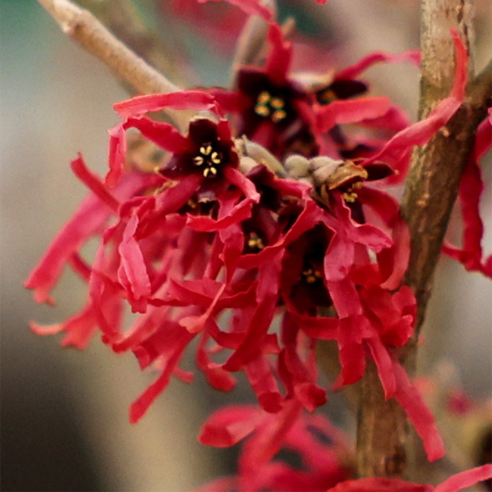 <i>Hamamelis × intermedia</i> 'Foxy Lady'