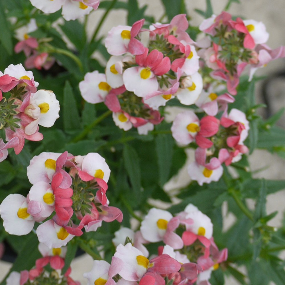 <i>Nemesia</i> 'Lady Penelope'