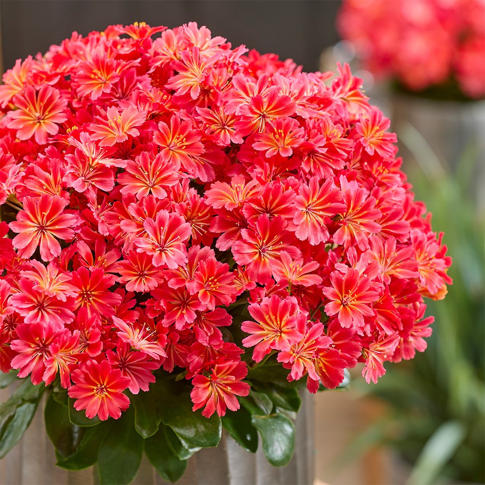 <i>Lewisia</i> <b class=small-caps>Sunset Glow</b> ('Marianni') (PBR)