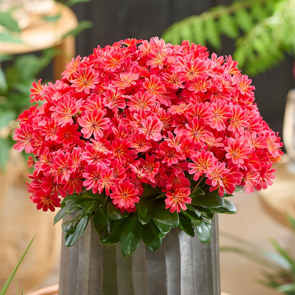 <i>Lewisia</i> <b class=small-caps>Sunset Glow</b> ('Marianni') (PBR)