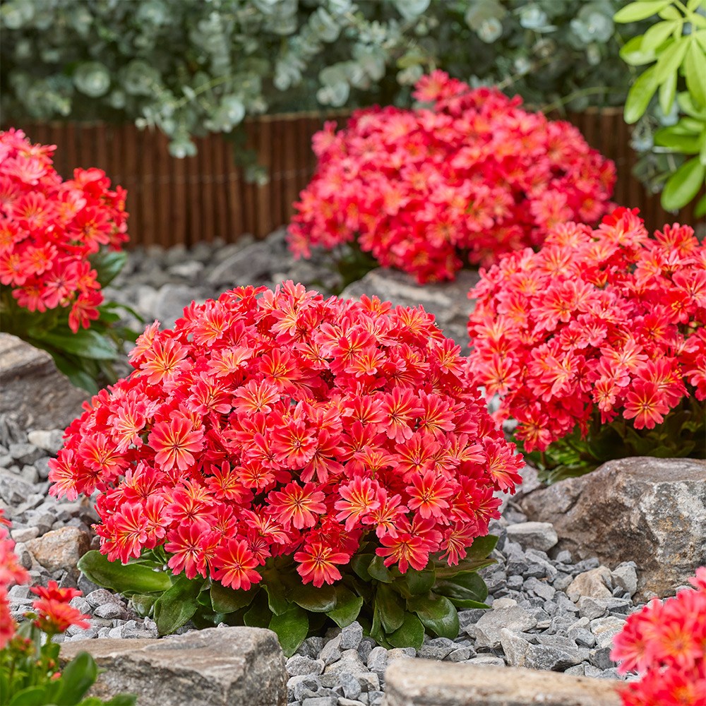 <i>Lewisia</i> <b class=small-caps>Sunset Glow</b> ('Marianni') (PBR)