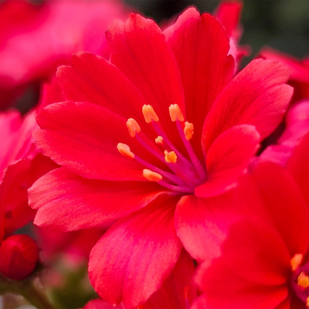 <i>Lewisia</i> <b class=small-caps>Sunset Glow</b> ('Marianni') (PBR)
