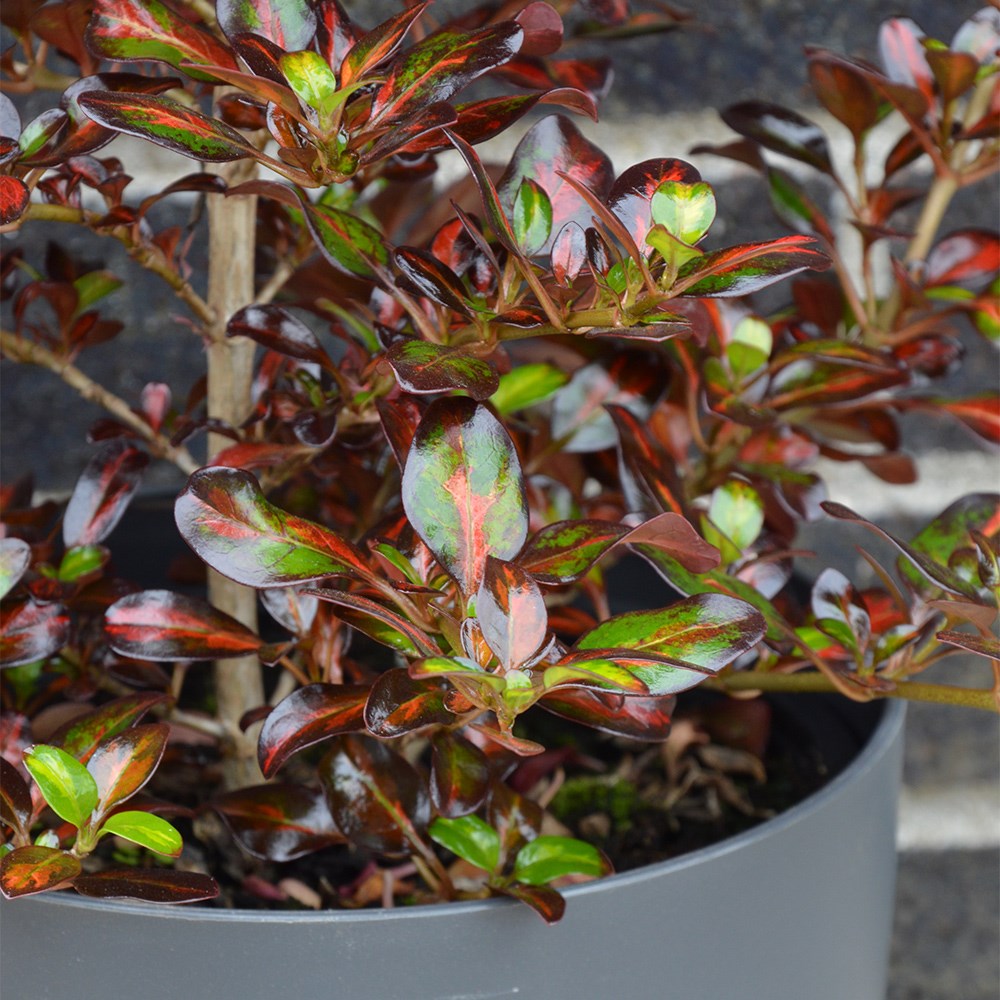 <i>Coprosma</i> <b class=small-caps>Glowing Embers</b> ('Alcopow') (PBR)