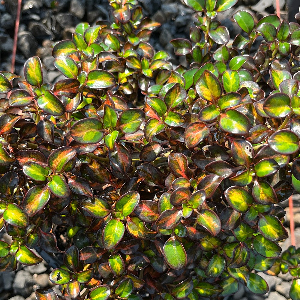 <i>Coprosma</i> <b class=small-caps>Glowing Embers</b> ('Alcopow') (PBR)