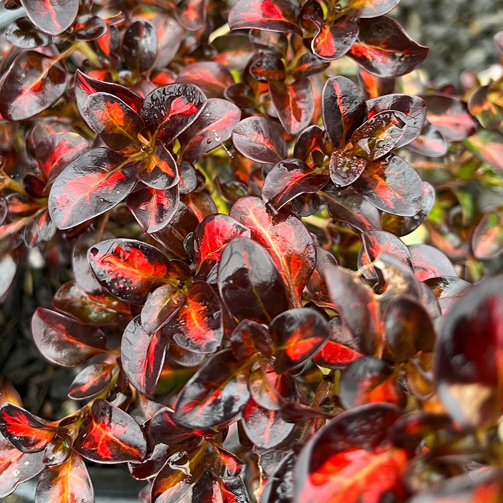 <i>Coprosma</i> <b class=small-caps>Glowing Embers</b> ('Alcopow') (PBR)