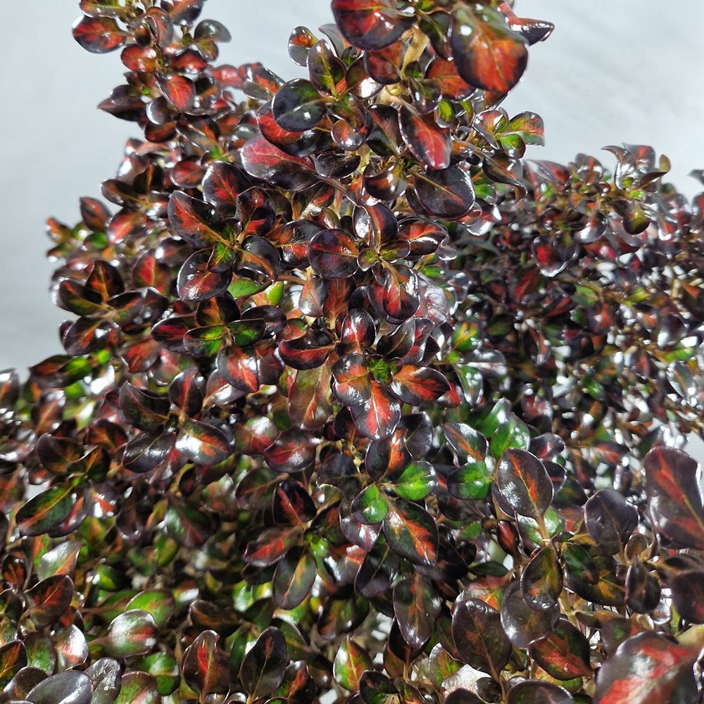 <i>Coprosma</i> <b class=small-caps>Glowing Embers</b> ('Alcopow') (PBR)