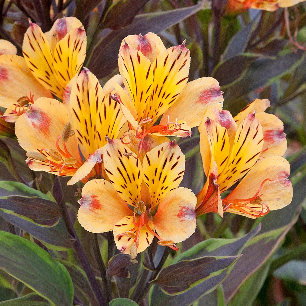 <i>Alstroemeria</i> <b class=small-caps>Summer Breeze</b> ('Teshunte') (PBR) (Summer Paradise Series)