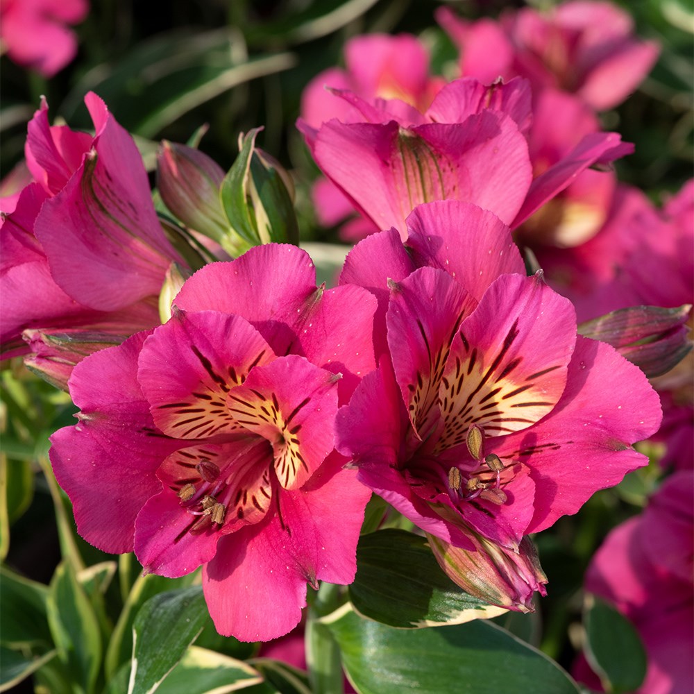 <i>Alstroemeria</i> <b class=small-caps>River Valley</b> ('Tessumriver') (Summer Paradise Valley Series)