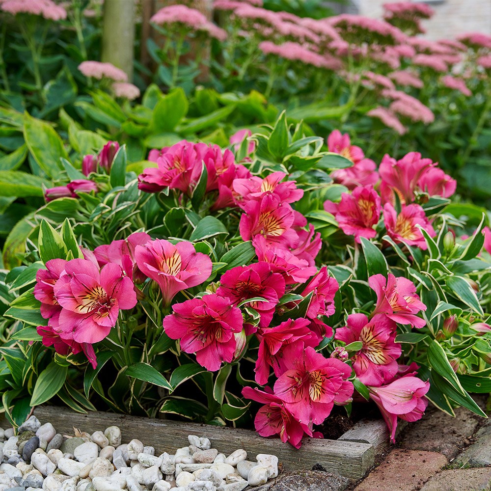 <i>Alstroemeria</i> <b class=small-caps>River Valley</b> ('Tessumriver') (Summer Paradise Valley Series)