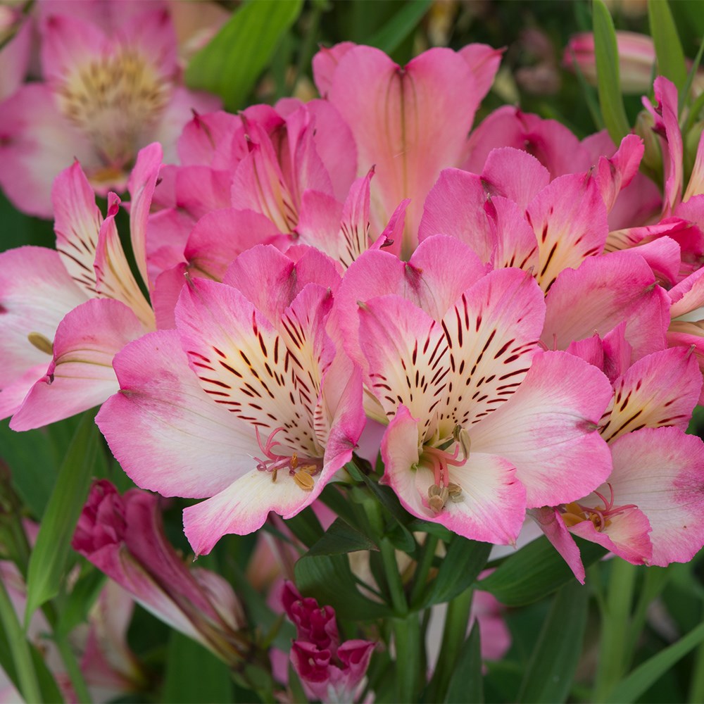 <i>Alstroemeria</i> <b class=small-caps>Summer Break</b> ('Tessumbreak') (PBR) (Summer Paradise Series)