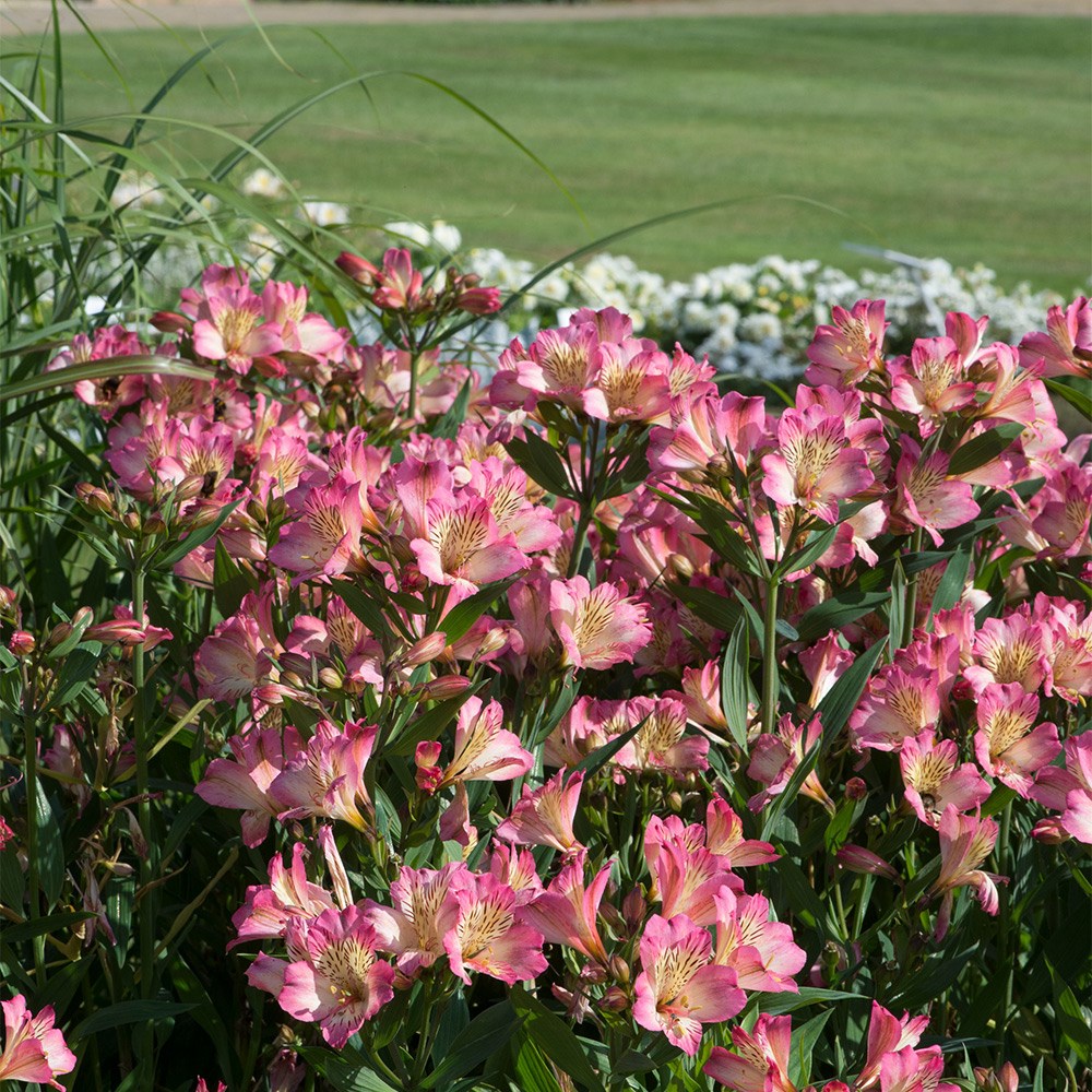 <i>Alstroemeria</i> <b class=small-caps>Summer Break</b> ('Tessumbreak') (PBR) (Summer Paradise Series)