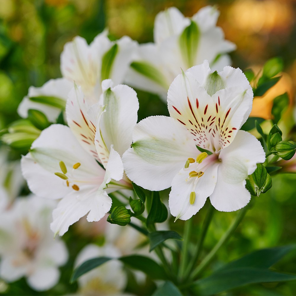 <i>Alstroemeria</i> <b class=small-caps>Summer Ice</b> (Summer Paradise - Series)