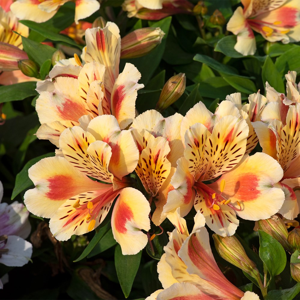 <i>Alstroemeria</i> <b class=small-caps>Inticancha Sunset</b> ('Tessunse') (Inticancha Sun Series)