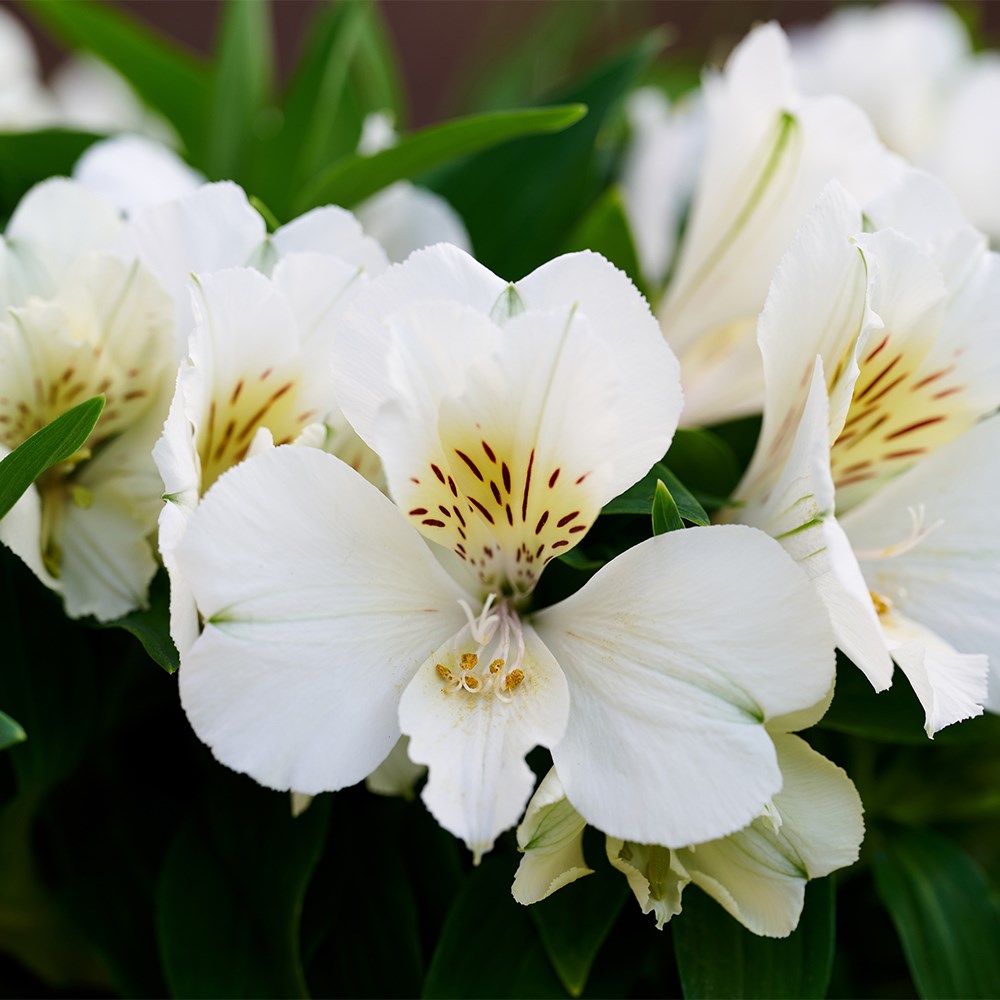 <i>Alstroemeria</i> 'Inticancha Sunburst'