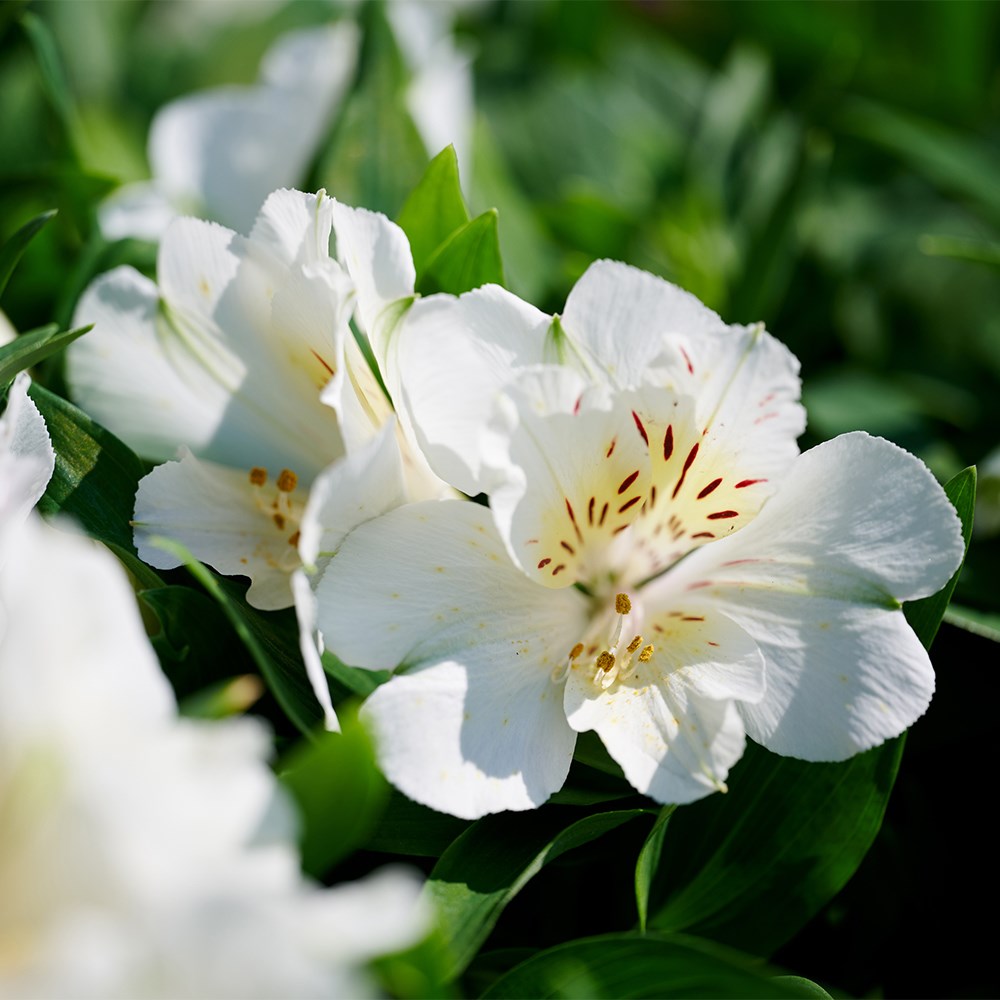 <i>Alstroemeria</i> 'Inticancha Sunburst'