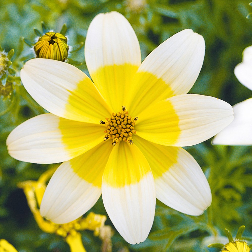<i>Bidens</i> 'Sunbird White-Yellow'
