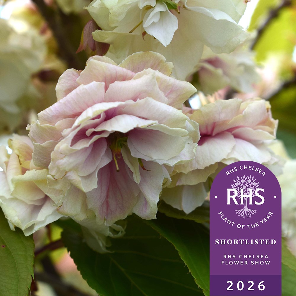 <i>Prunus sumaura fugenzo</i> 'Japanese lantern'