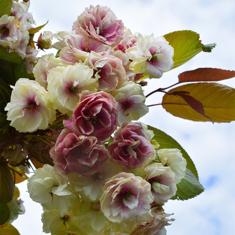 <i>Prunus sumaura fugenzo</i> 'Japanese lantern'