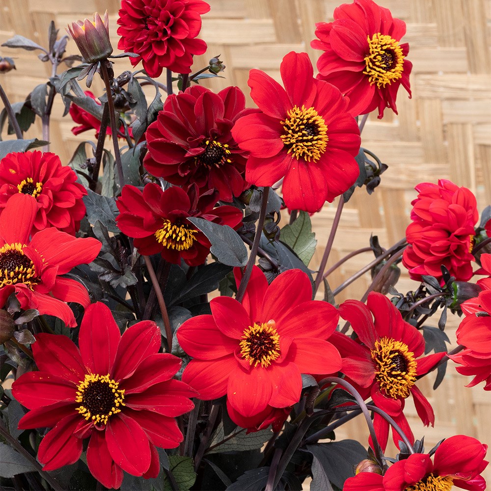 <i>Dahlia</i> 'Black Forest Ruby'