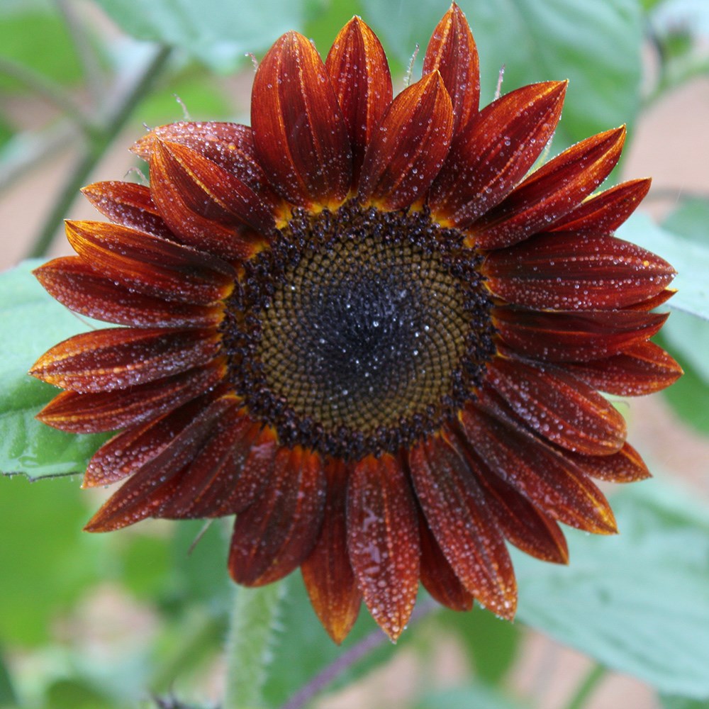 <i>Helianthus annuus</i> 'Red Sun'