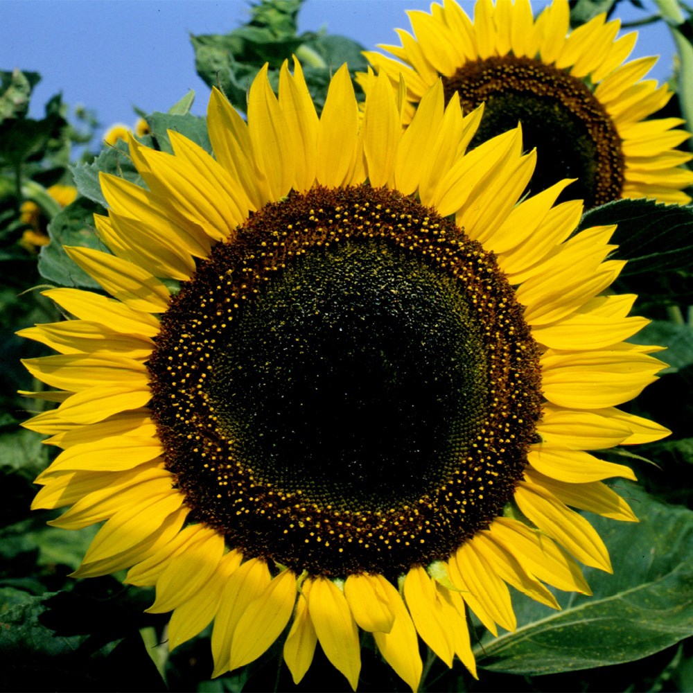 <i>Helianthus annuus</i> 'Taiyo'