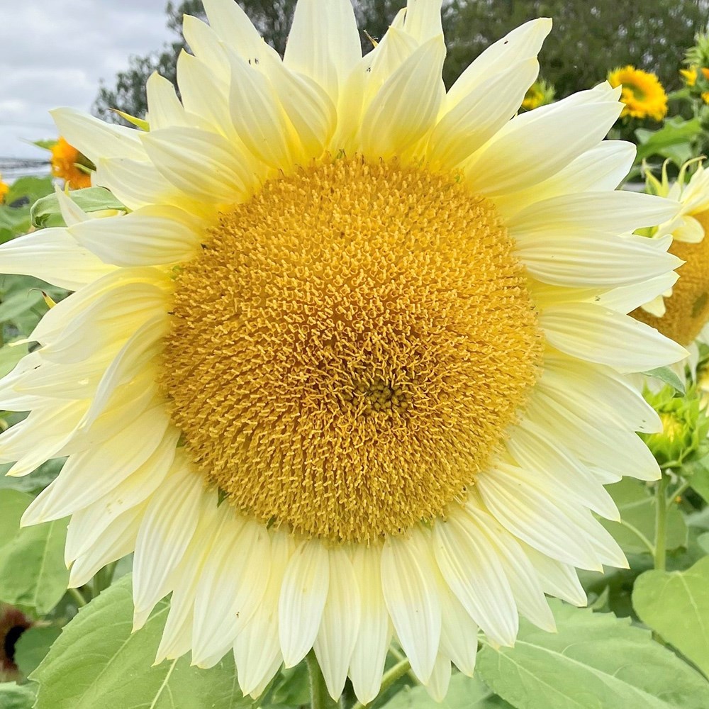 <i>Helianthus annuus</i> 'ProCut White Lite' (ProCut Series)