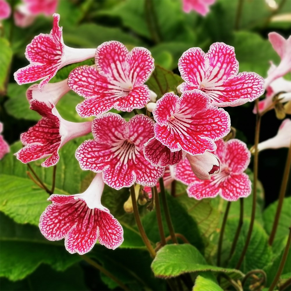 <i>Streptocarpus</i> 'Polka-Dot Pink'