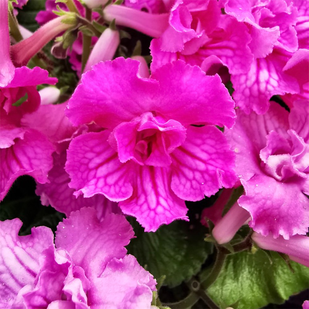 <i>Streptocarpus</i> 'Angie'