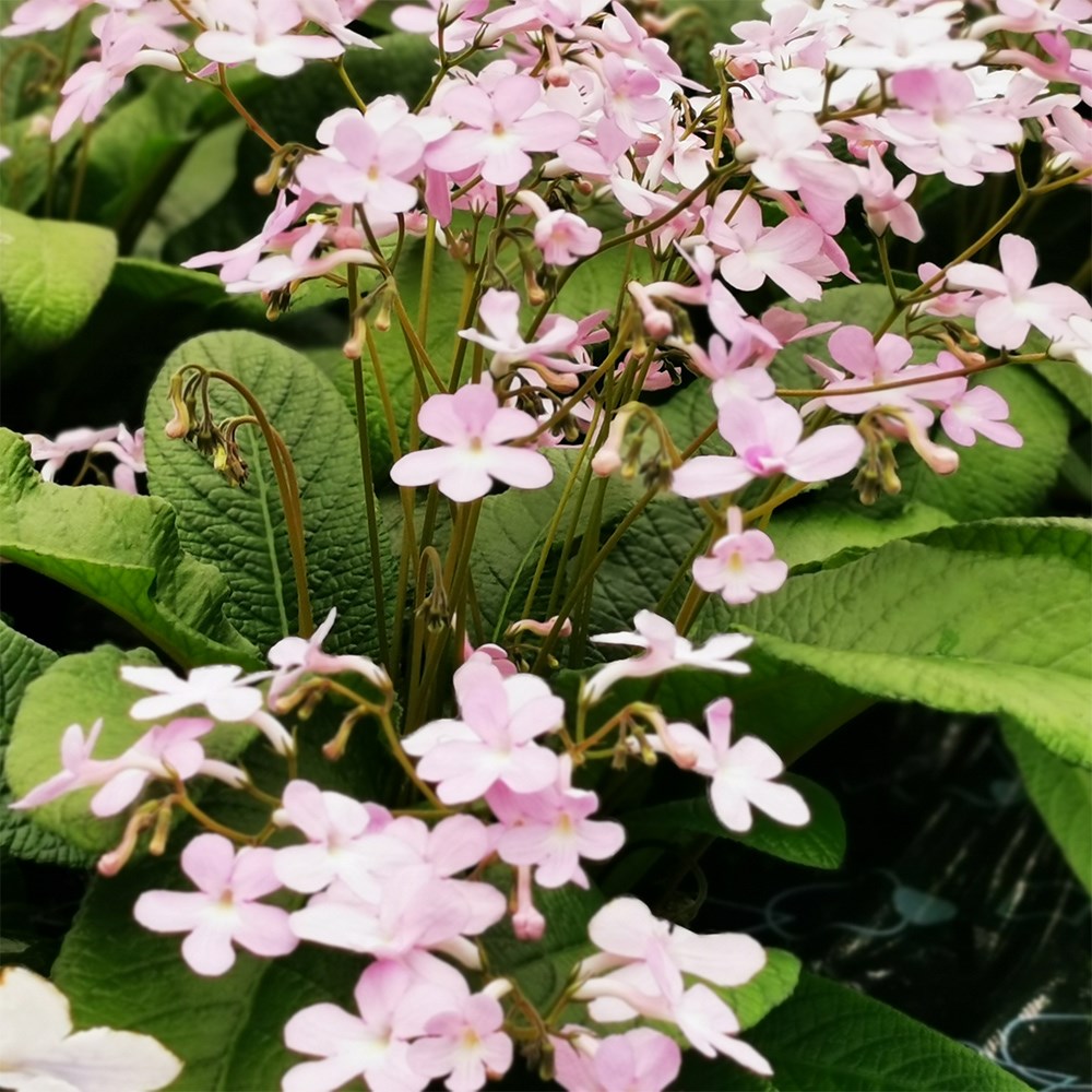 <i>Streptocarpus</i> 'Gloria'