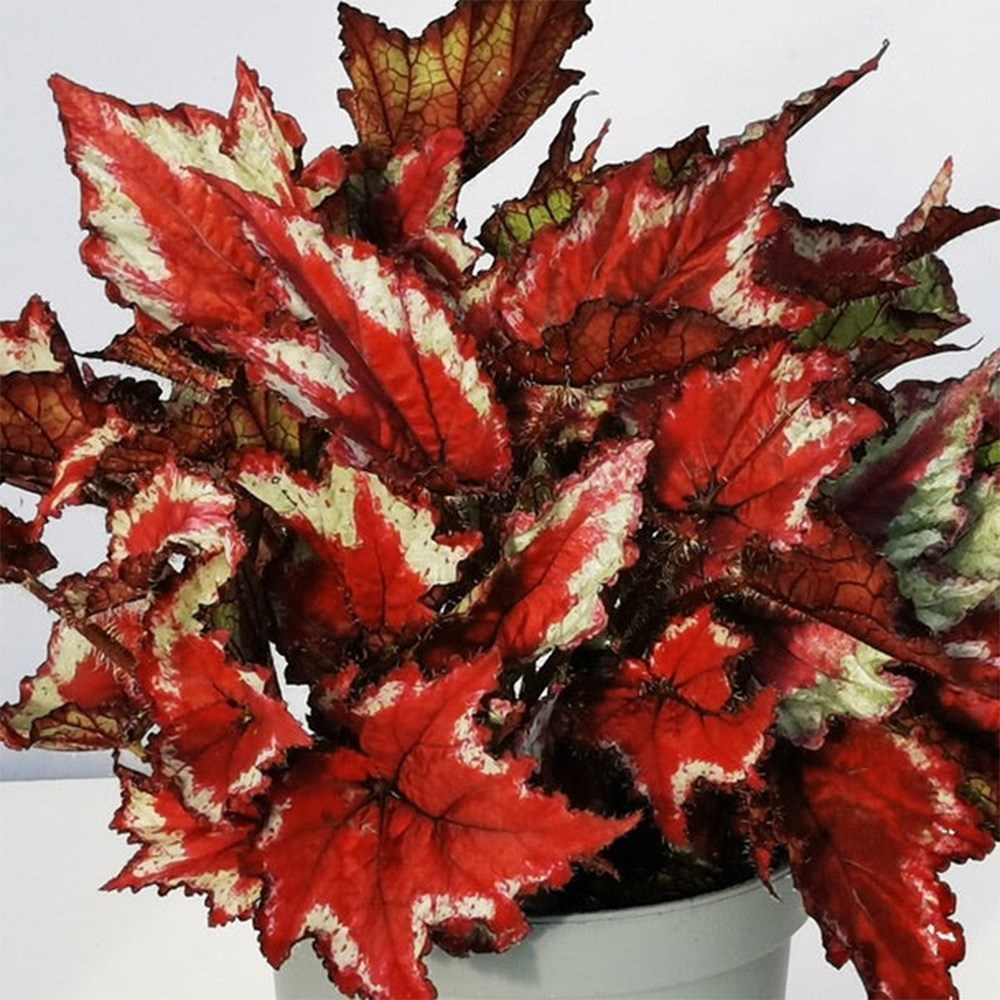 <i>Begonia</i> 'Sangria'