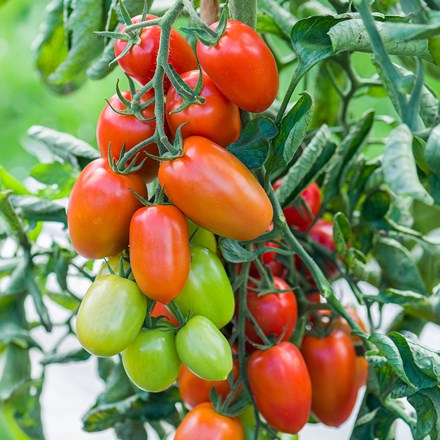 tomato Nagina